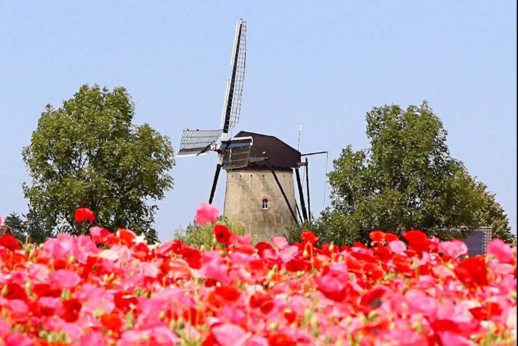 Vogelenzang Zeeland Sint-Annaland